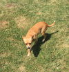 Ginger