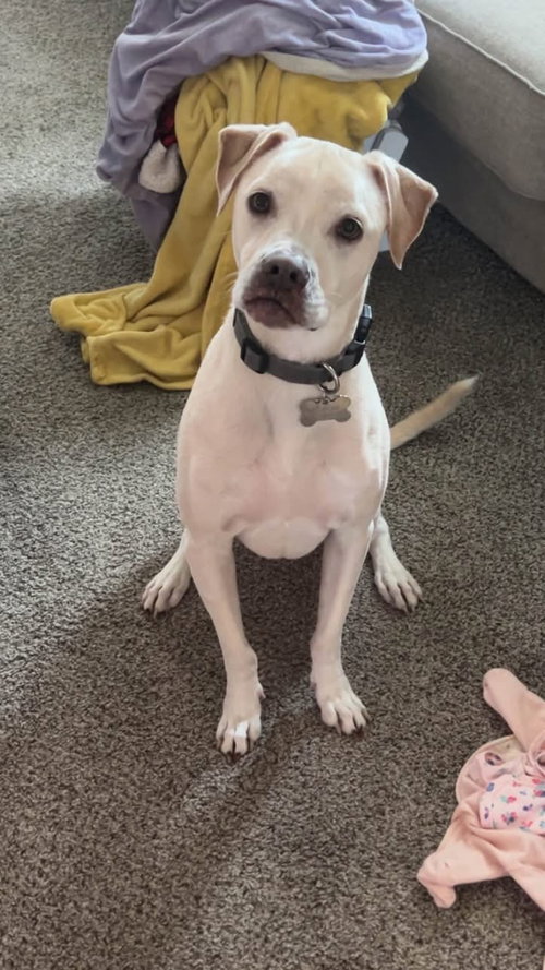 Derby, Labrador Retriever / Mixed (short coat)
