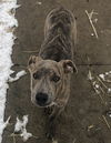 Flynn