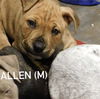 Allen