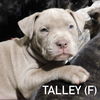 Talley