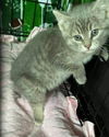 Jessie Junior ( JJ )