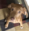 Remi