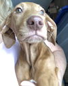 Remi