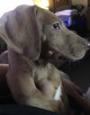 Remi
