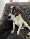 Hugo