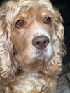 Molly Spaniel