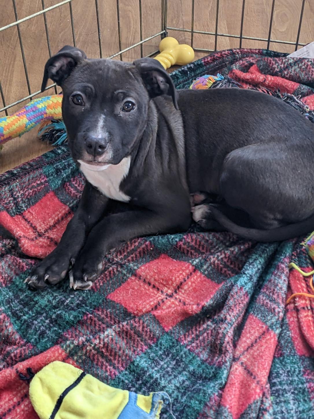 Dog for Adoption Mango, a Pit Bull Terrier in Buffalo, NY Alpha Paw