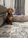 Hudson