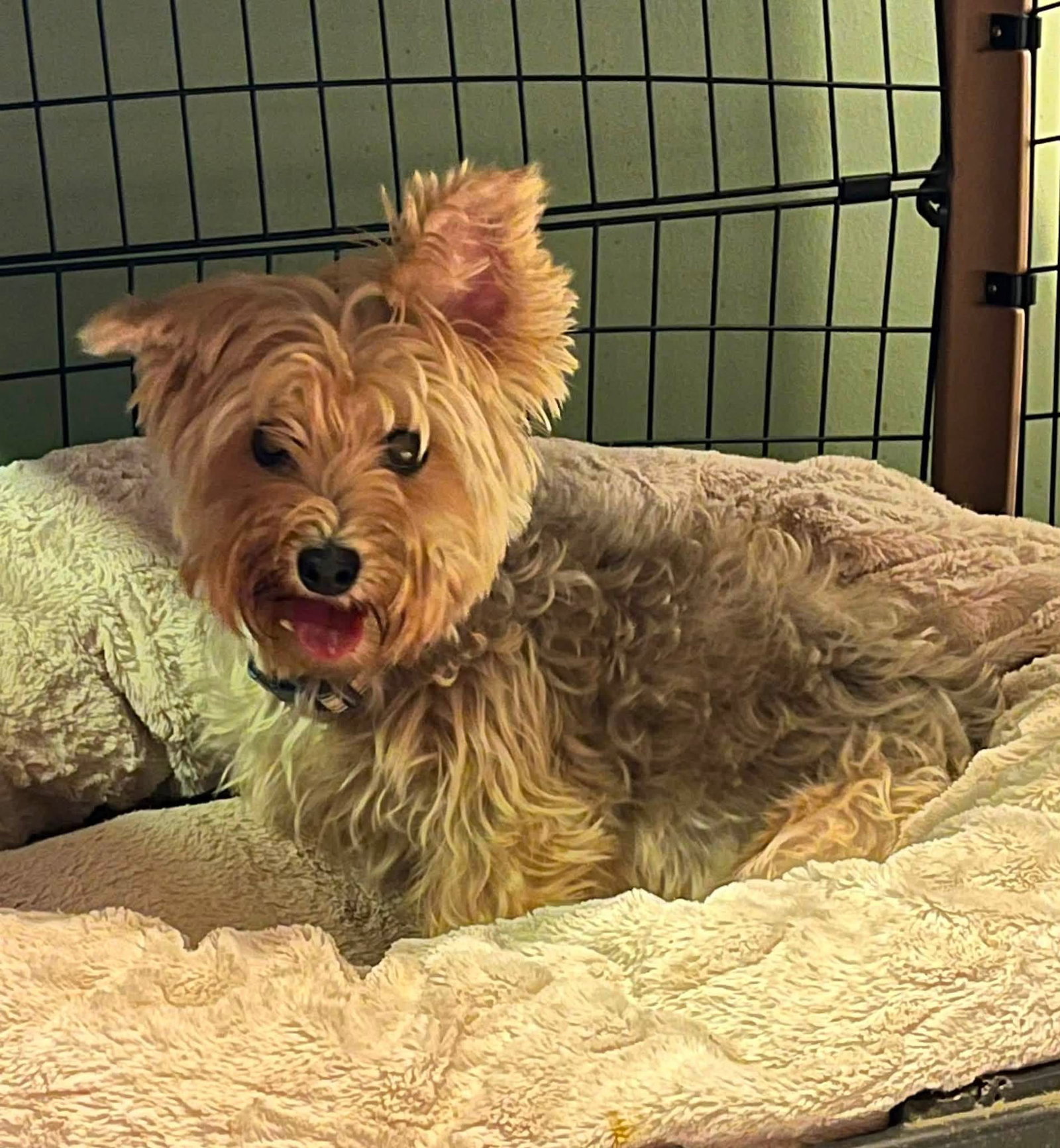 Miss Beulah Bella, photo 8
