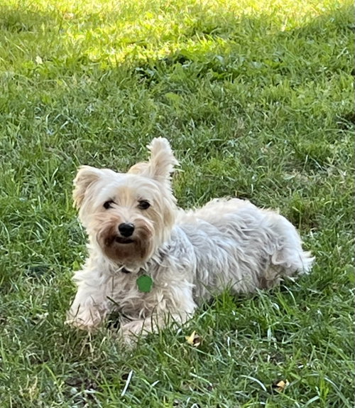 Miss Beulah Bella, Maltese / Yorkshire Terrier Yorkie (long coat)