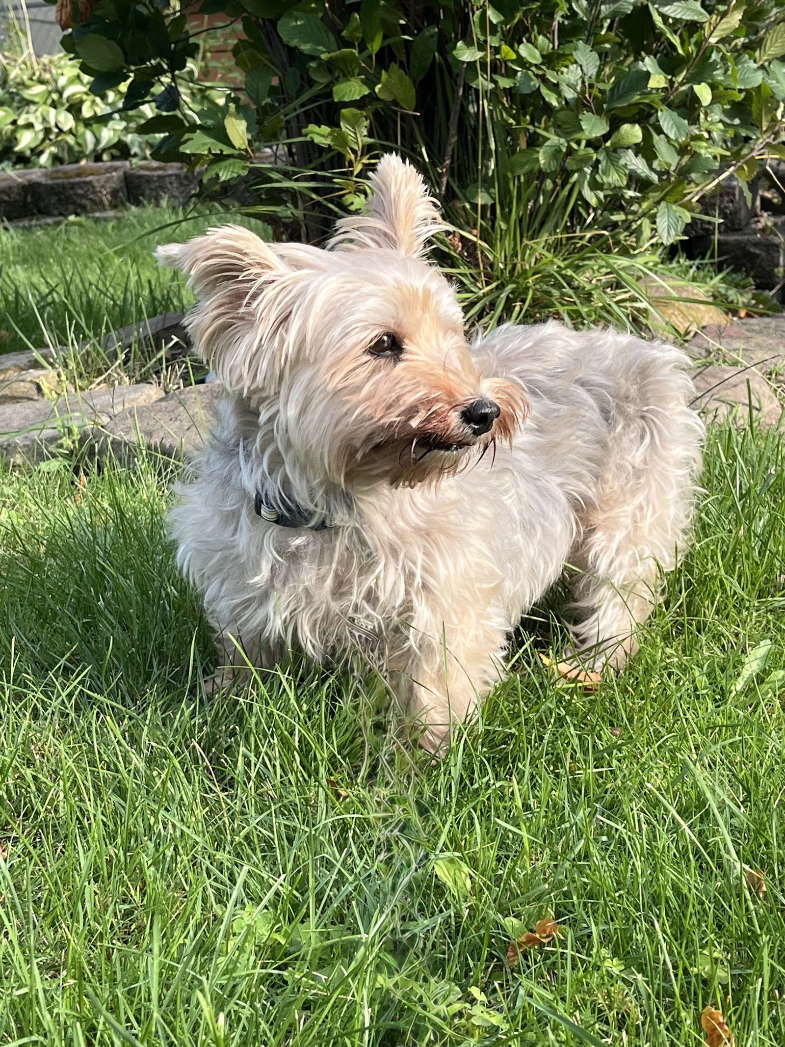 Miss Beulah Bella, photo 4
