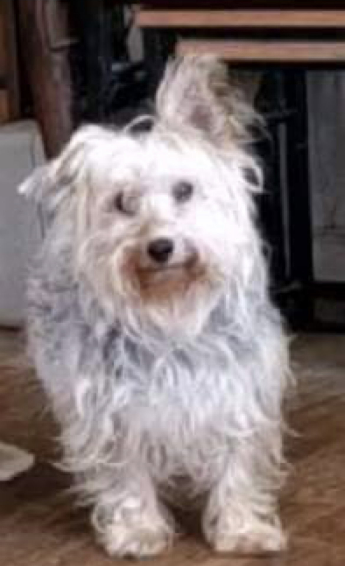 Miss Beulah Bella, photo 11
