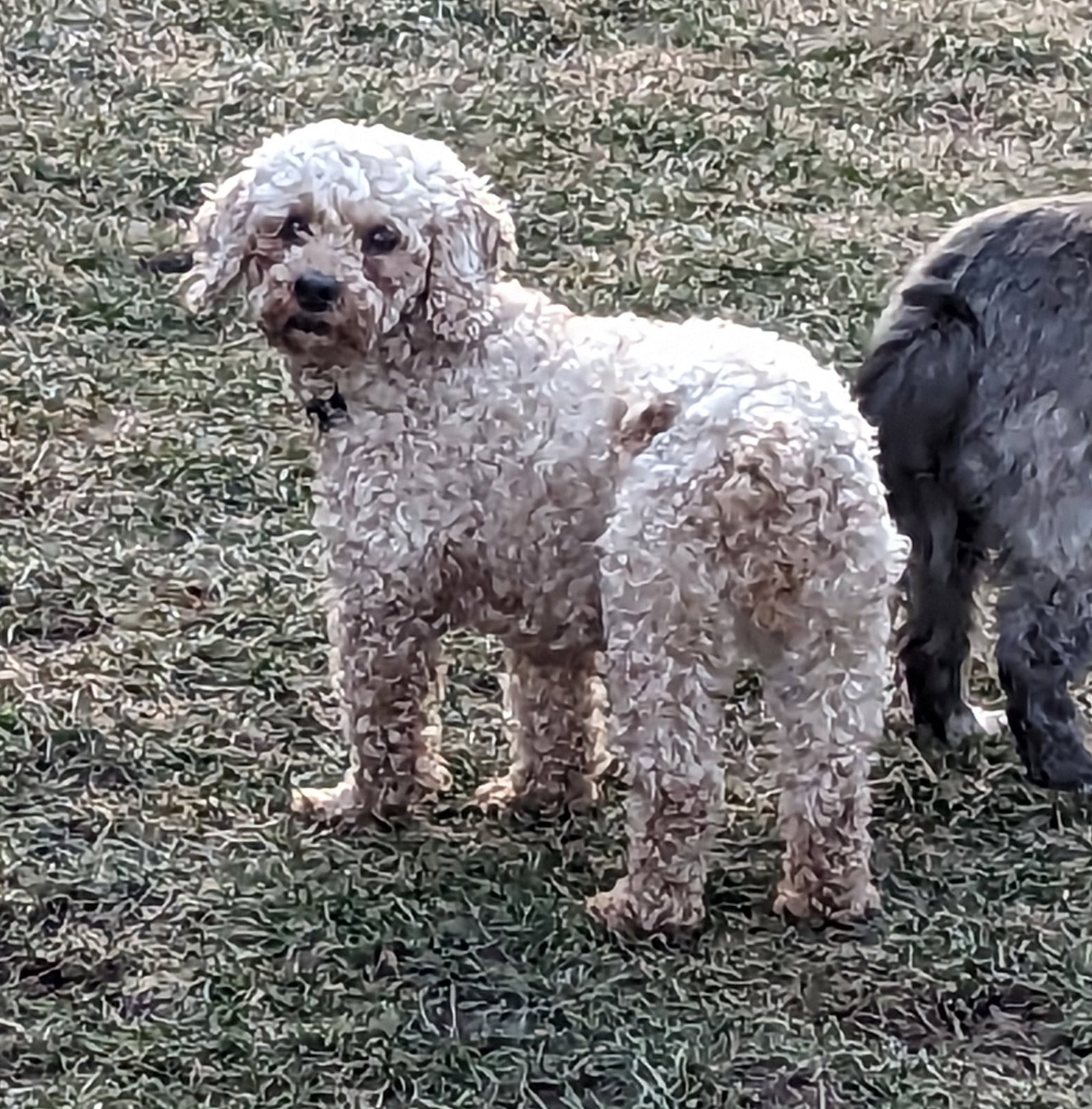 Dog for Adoption Rose, a Poodle (Miniature) in Buffalo, NY Alpha Paw