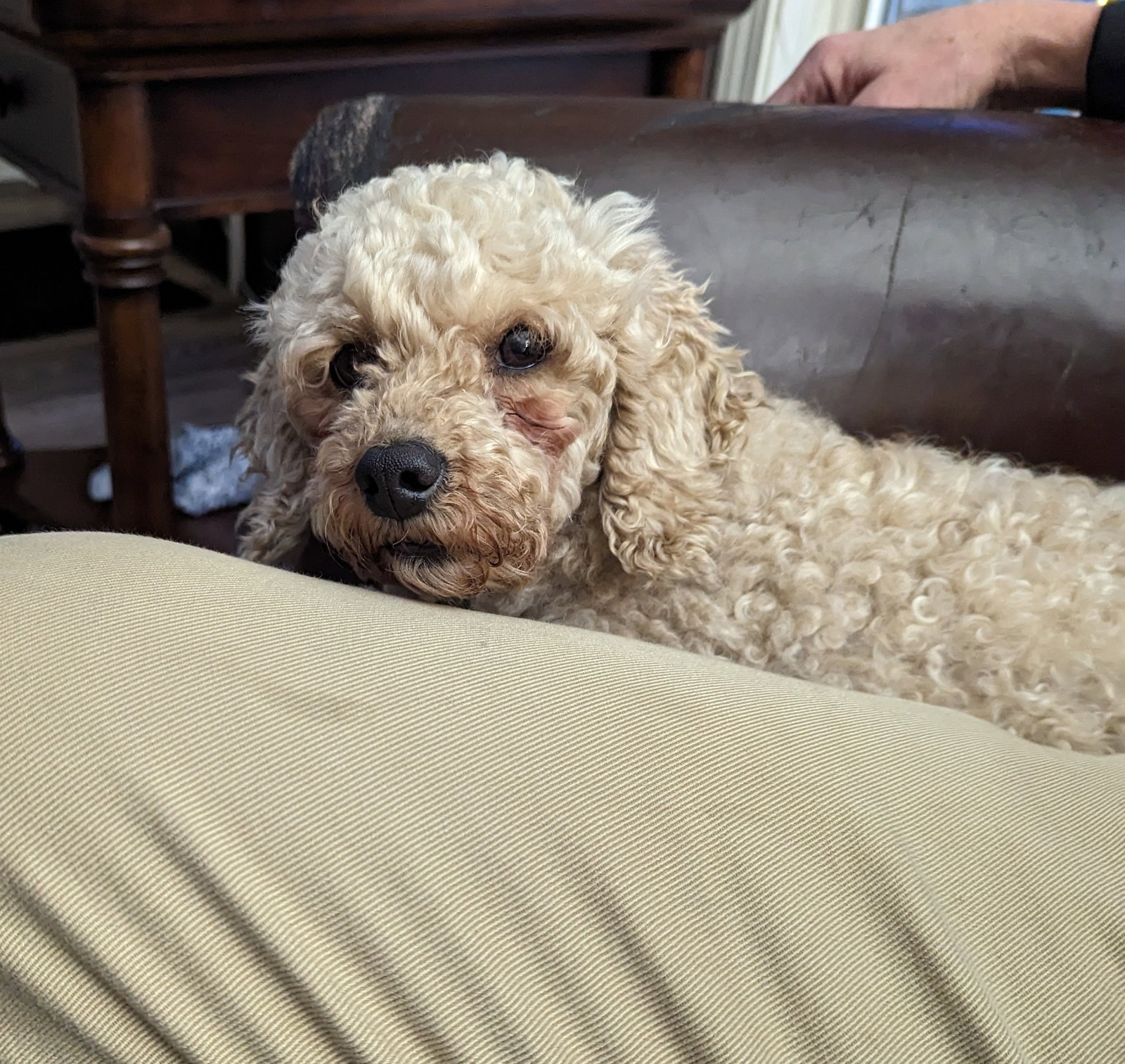 Dog for Adoption Rose, a Poodle (Miniature) in Buffalo, NY Alpha Paw