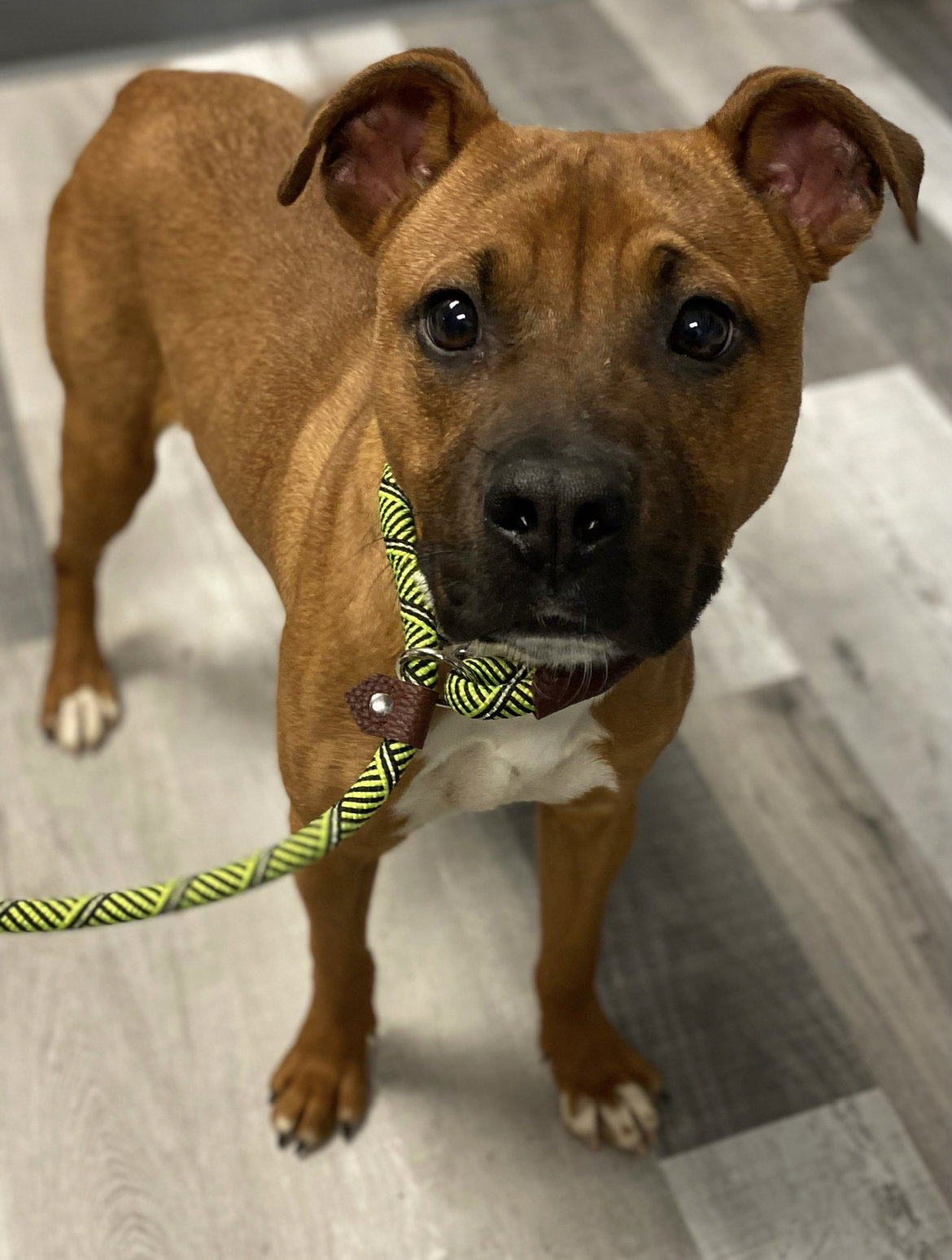 Dog for Adoption Sarge, a Boxer in Buffalo, NY Alpha Paw
