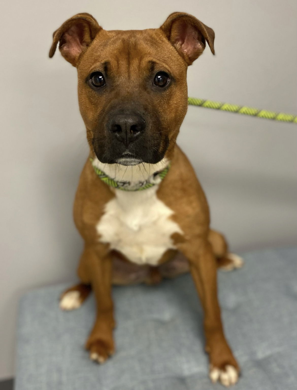 Dog for Adoption - Sarge, a Boxer in Buffalo, NY | Alpha Paw