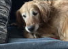 Molly