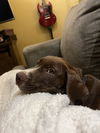 Zorro