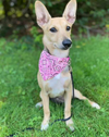 Penelope