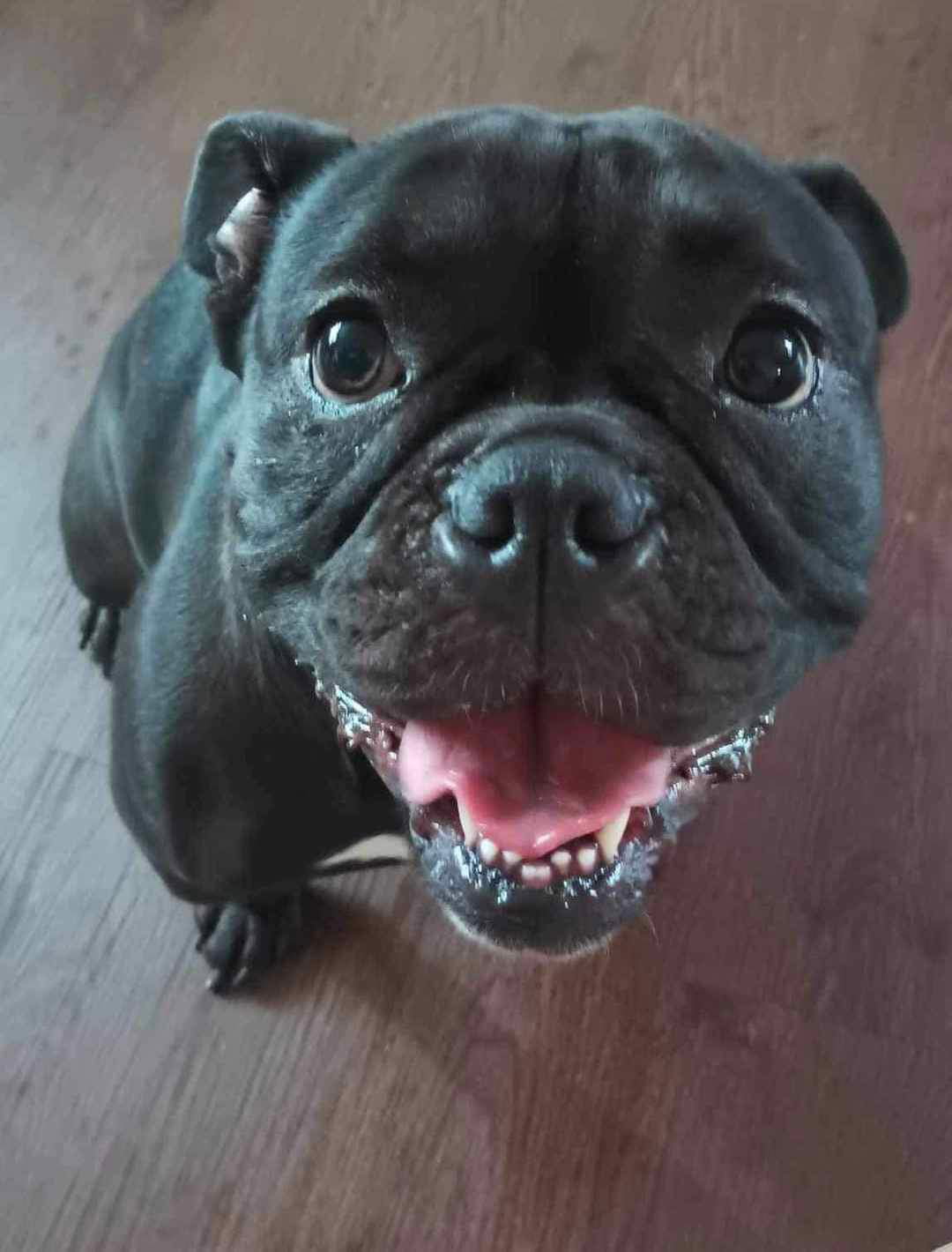 Dog for Adoption Raja, a French Bulldog in Batavia, NY Alpha Paw