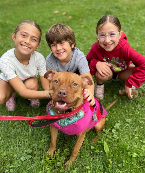 MINNIE - Boxer / Pit Bull Terrier available for adoption