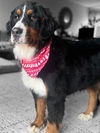 Maggie