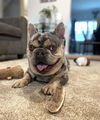 Peanut