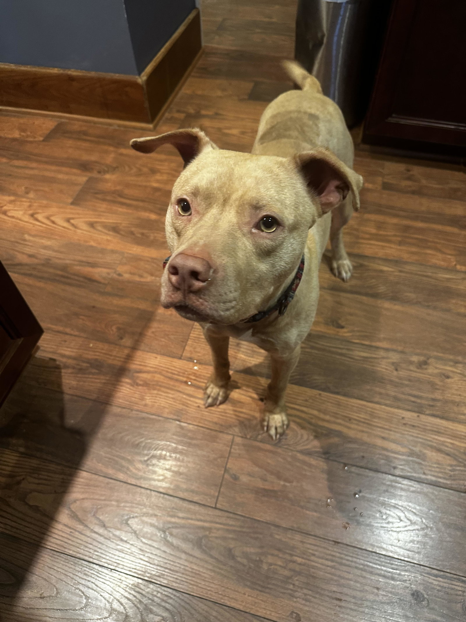 Dog for Adoption Tiger, a Pit Bull Terrier in Buffalo, NY Alpha Paw