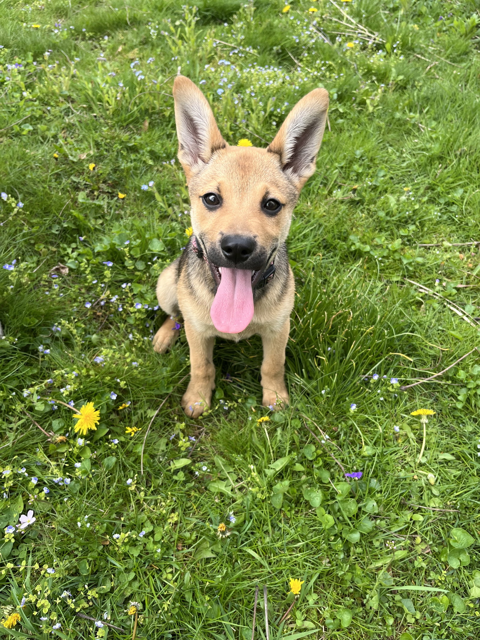 Dog for Adoption Cece, a German Shepherd Dog in Buffalo, NY Alpha Paw