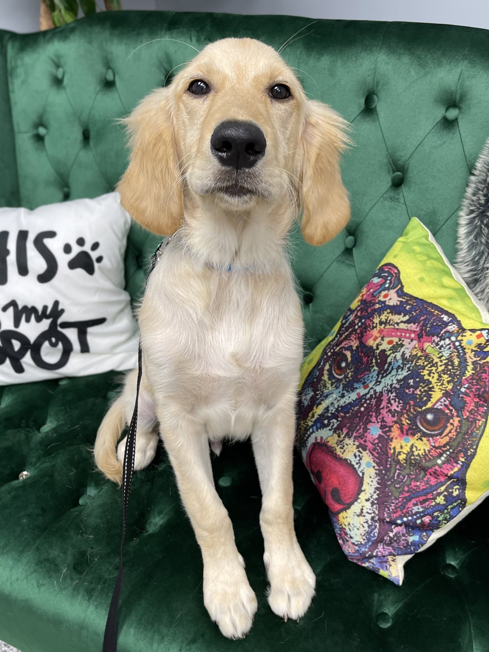 Dog for Adoption Hoshi, a Golden Retriever in Buffalo, NY Alpha Paw