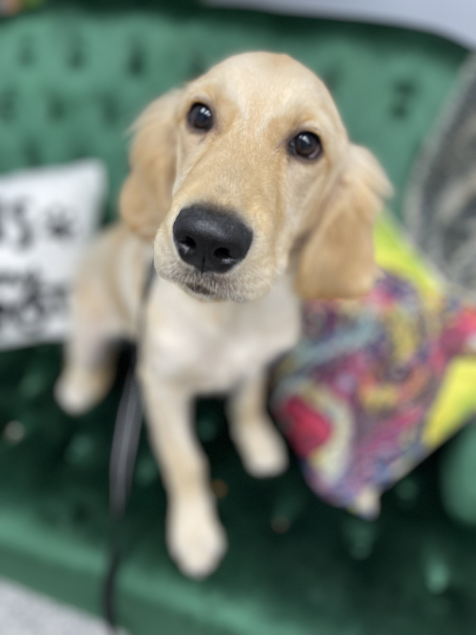 Dog for Adoption Hoshi, a Golden Retriever in Buffalo, NY Alpha Paw