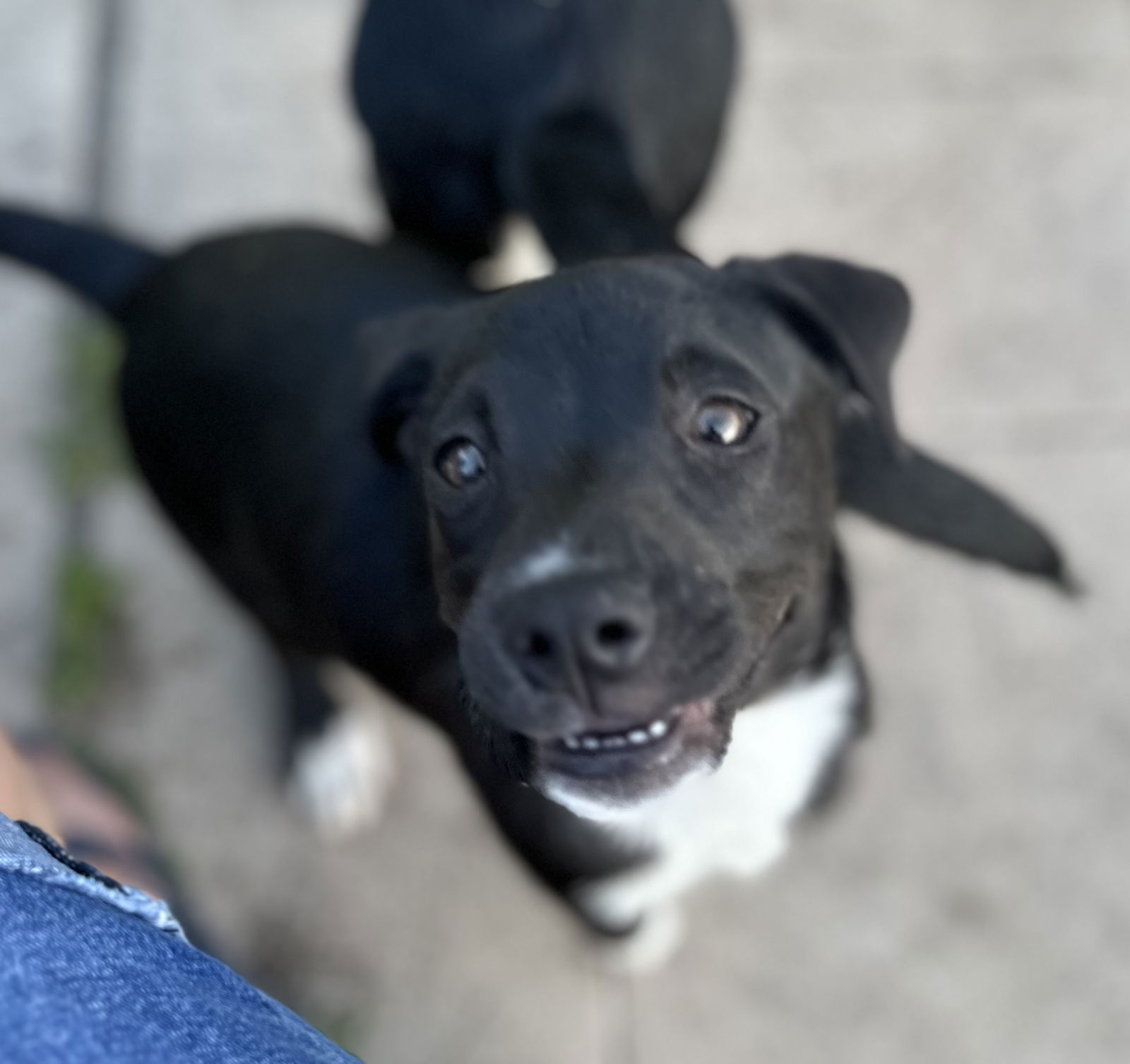 Dog for Adoption - Ella, a Labrador Retriever in Buffalo, NY | Alpha Paw