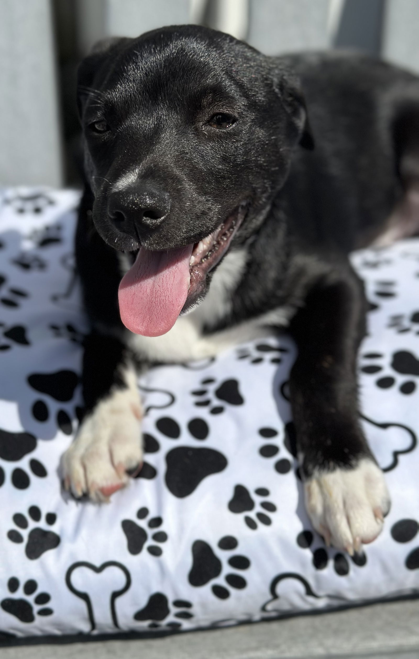 Dog for Adoption - Ella, a Labrador Retriever in Buffalo, NY | Alpha Paw