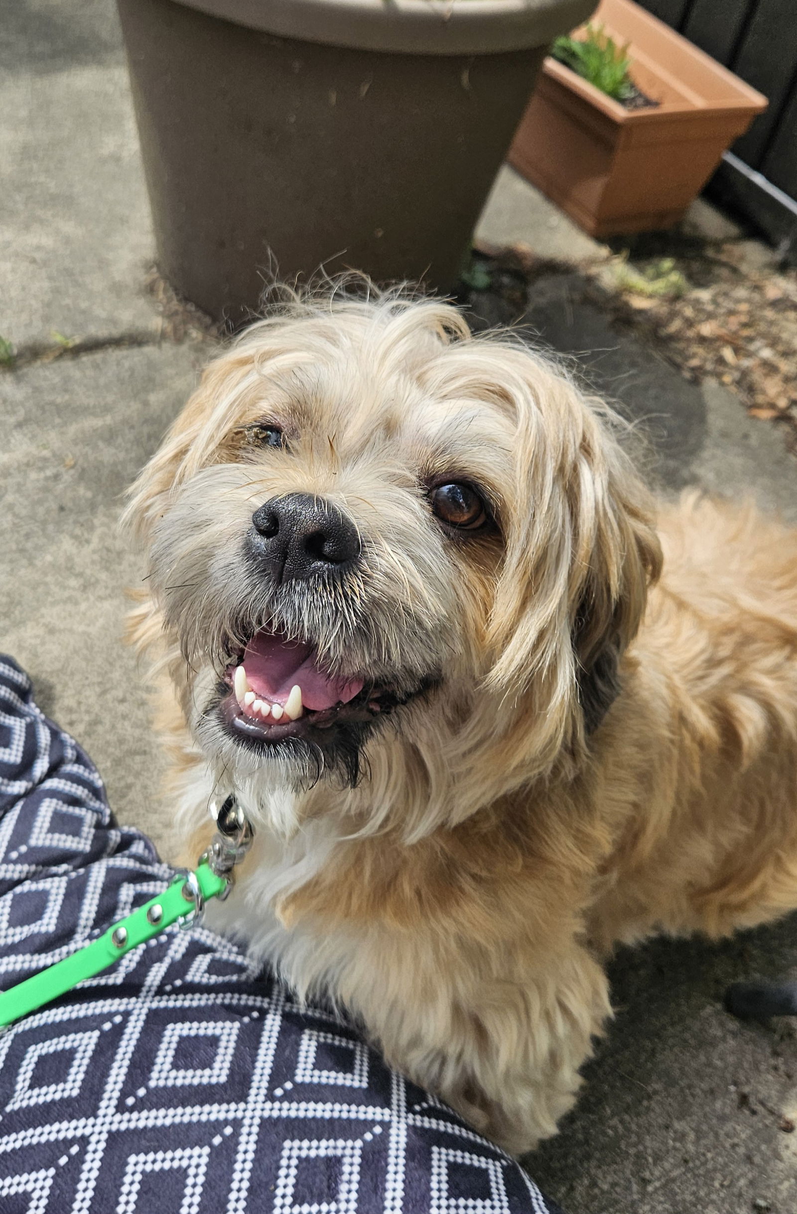 Dog for Adoption - Appa, a Lhasa Apso in Medina, NY | Alpha Paw