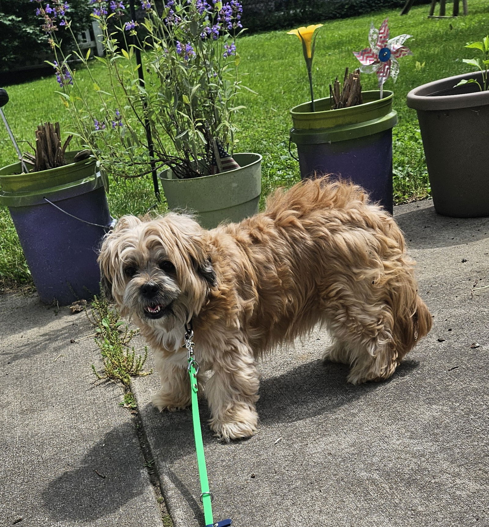 Dog for Adoption - Appa, a Lhasa Apso in Medina, NY | Alpha Paw