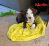Marlin