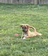 Koda