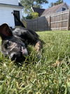 Kinsley