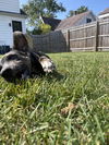 Kinsley