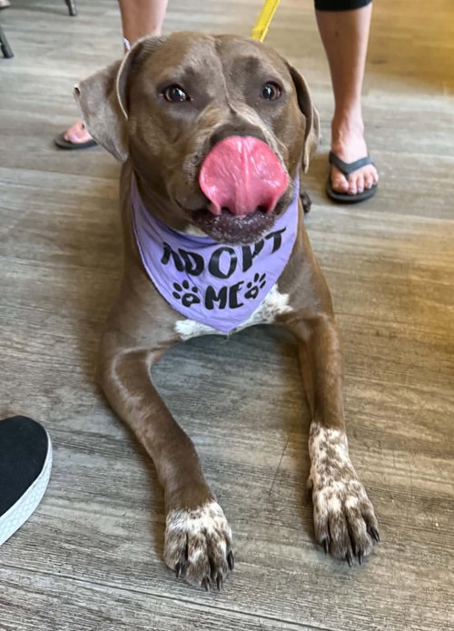 picture of the dog needing adoption