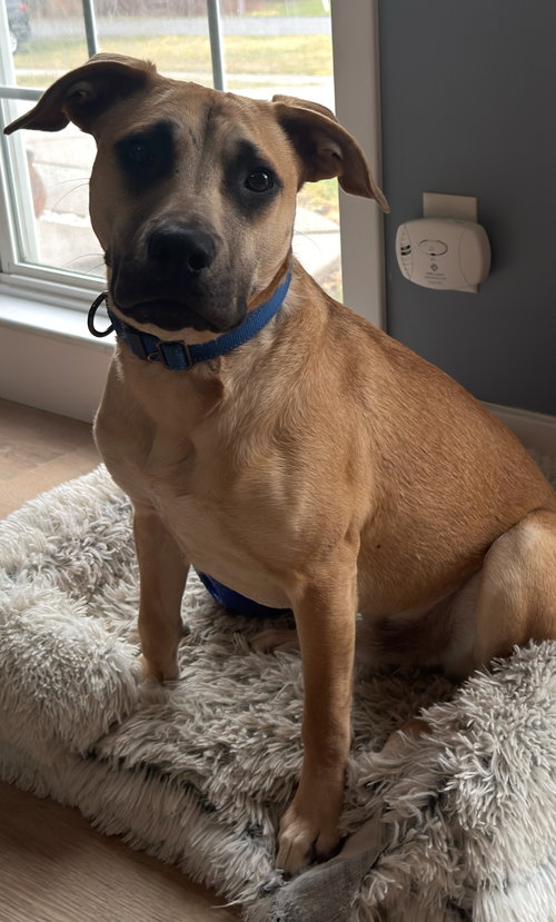 SCOOBY - Mountain Cur / Rhodesian Ridgeback available for adoption
