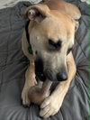 Scooby