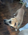 Scooby