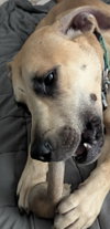 Scooby