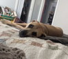 Scooby