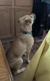 Scooby