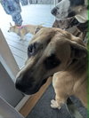 Scooby