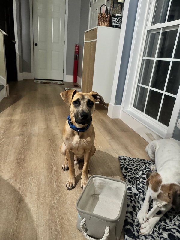 Scooby