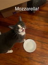 Mozzarella